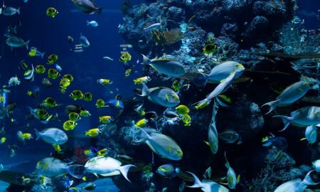 How many fish are in the ocean?
